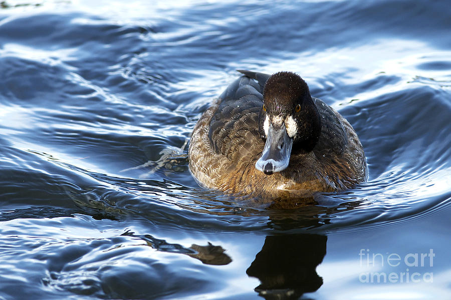 Lesser Scaup female Photograph by Sharon Talson