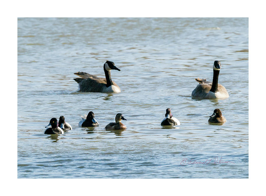 Lesser Scaup Group Photograph by Ed Peterson