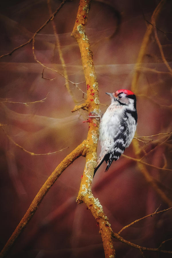 Lesser Spotted Woodpecker - Dryobates minor Photograph by Marc Braner