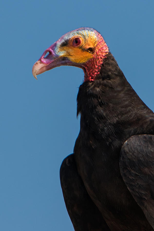 Vulture Photograph - Lesser Yellow Head Vulture by Jurgen Lorenzen