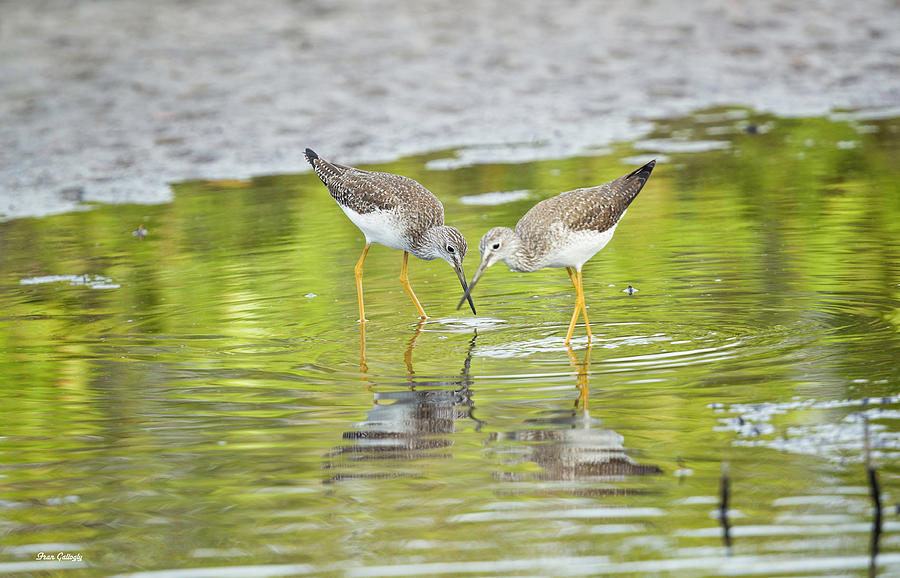 Greater Yellowlegs Photograph by Fran Gallogly