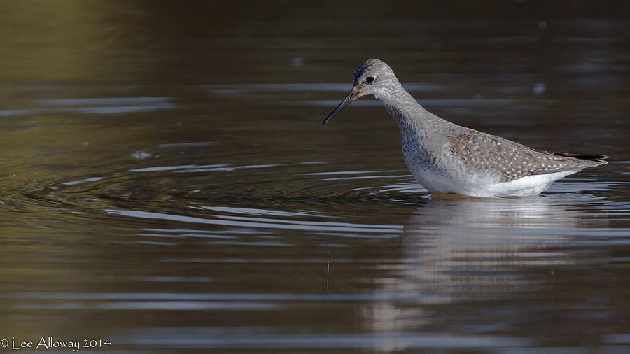 Lesser Yellowlegs Photograph by Lee Alloway