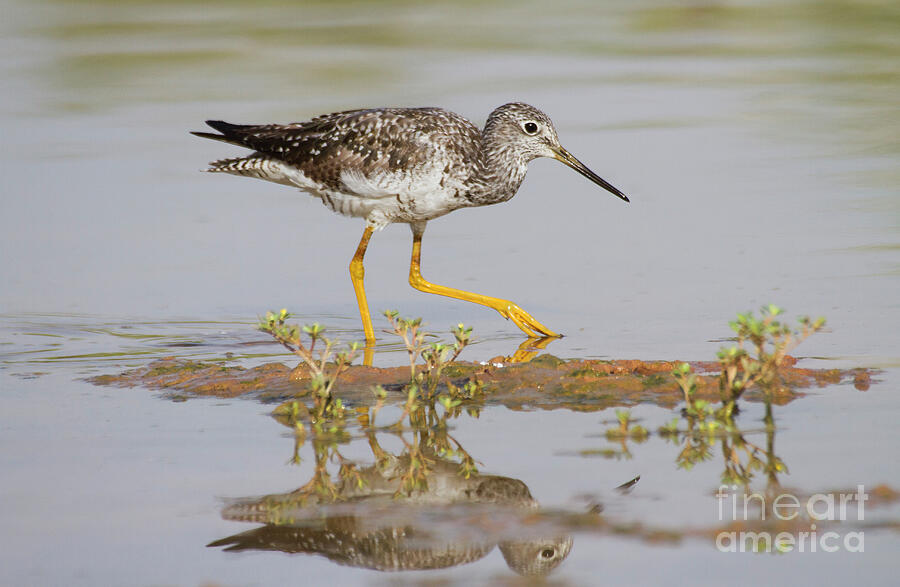Nature Photograph - Single Greater Yellowlegs by Ruth Jolly