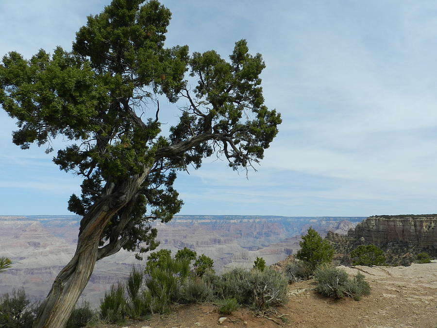 Lesson from a Tree Bend in the Wind Photograph by Robin NeffSmith Pixels