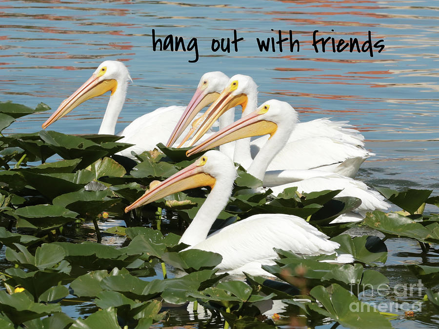 Lessons from Nature - Hang Out with Friends Photograph by Carol Groenen
