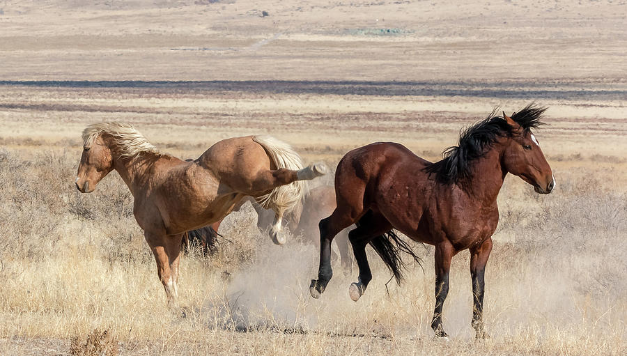 Lessons Photograph by Gina Gardner - Fine Art America