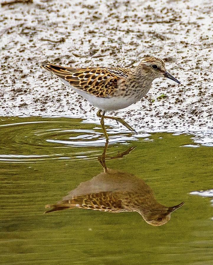 Lest Sandpiper Photograph by Jerry Cahill