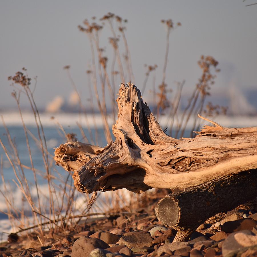 lester river boreal