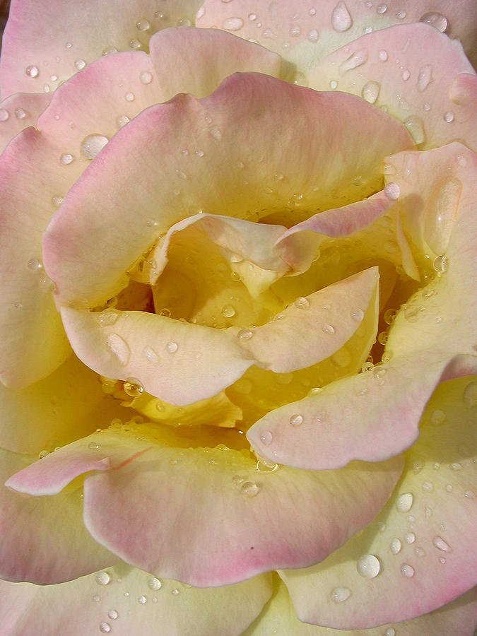 Rose Photograph - Let Good Things Happen by Juergen Roth