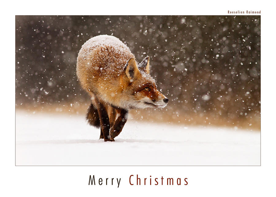 Winter Photograph - Let It Snow 2 - Christmas Card Red Fox in the Snow by Roeselien Raimond