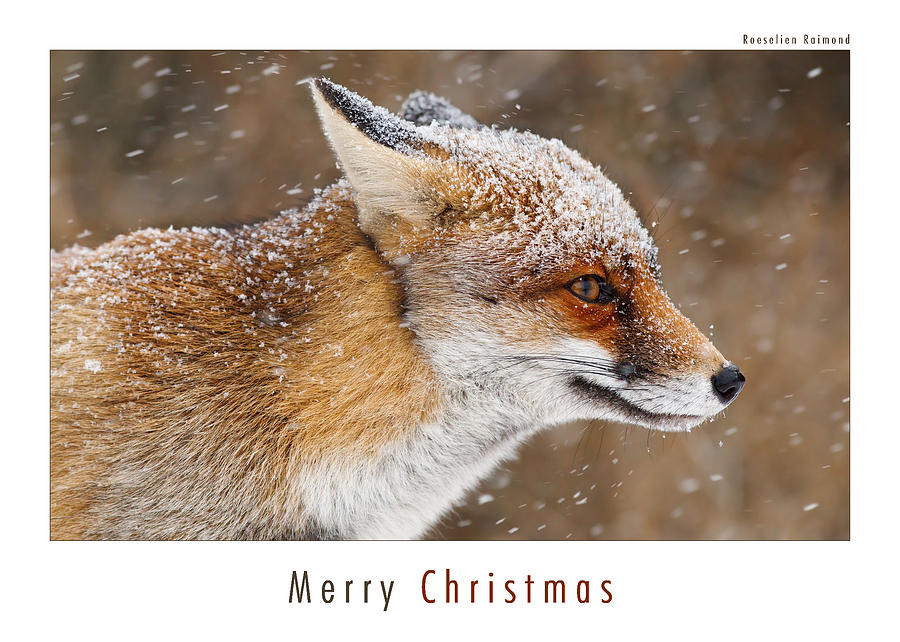 Let It Snow 5 Christmas Card Red Fox in the Snow Photograph by