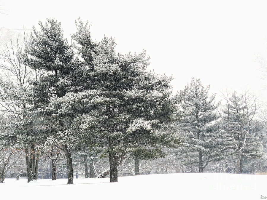Let It Snow Photograph by Jeff Breiman