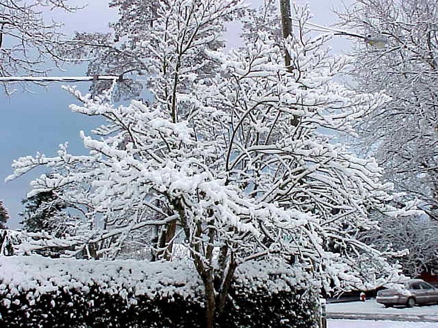 Let It Snow Let It Snow Let It Snow Photograph by Jay Milo