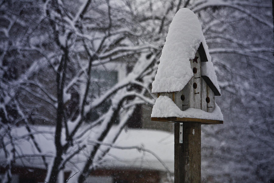 Winter Photograph - Let It Snow by Teresa Mucha