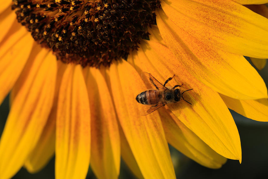 Sunflower Photograph - Let Me Bee by Rachel Cohen