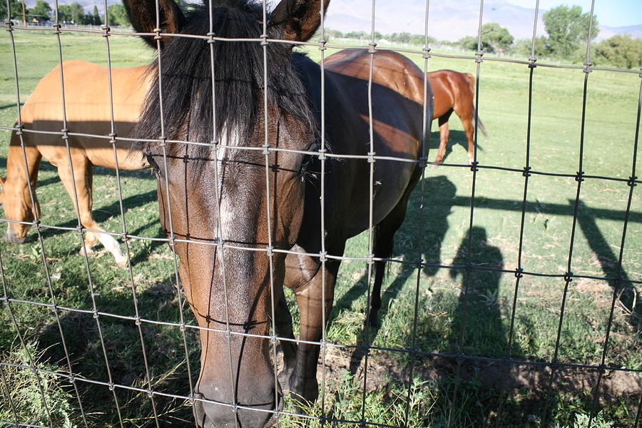 Horse Photograph - Let Me Out by Kelly Schuler