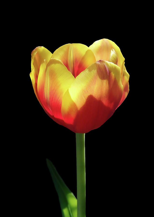 Tulip Photograph - Let Me Shine by Johanna Hurmerinta