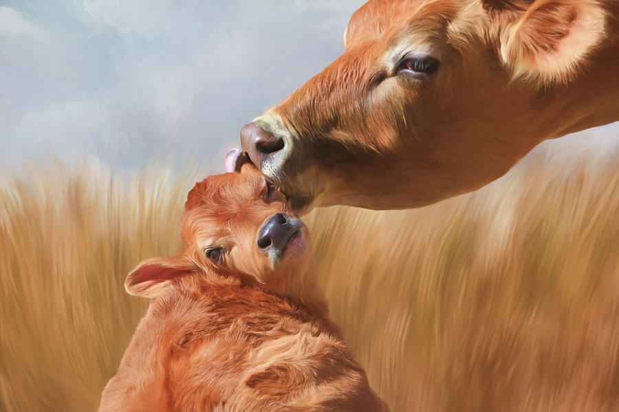Cow Photograph - Let Mom Clean Your Ears by Donna Kennedy