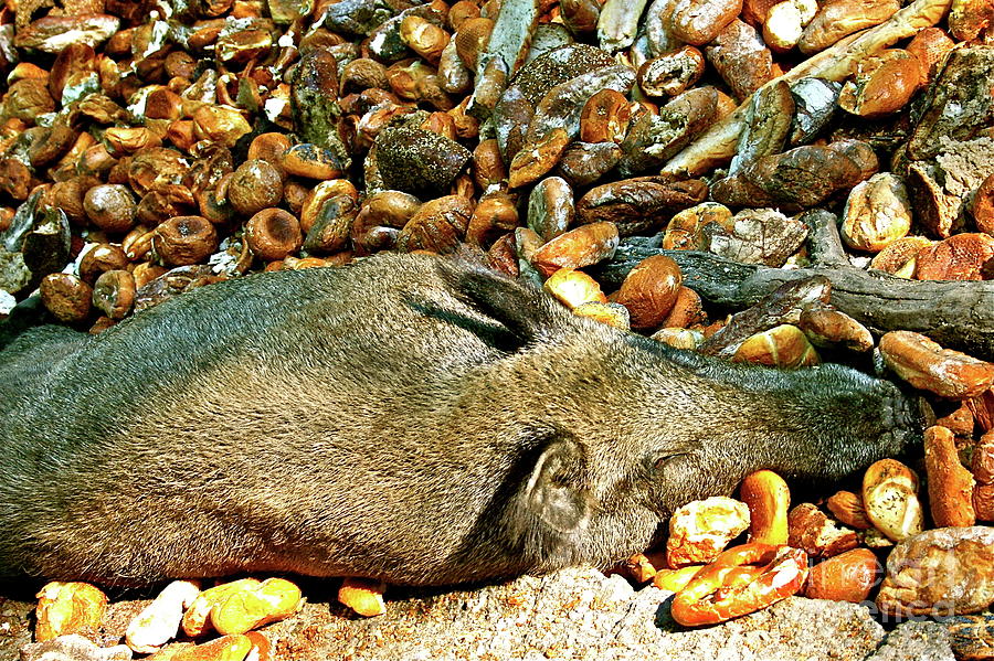 Let Sleepy Boars Lie Photograph by Amy Sorvillo