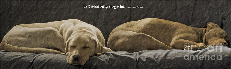 Let sleeping dogs lie Photograph by Gwyn Newcombe