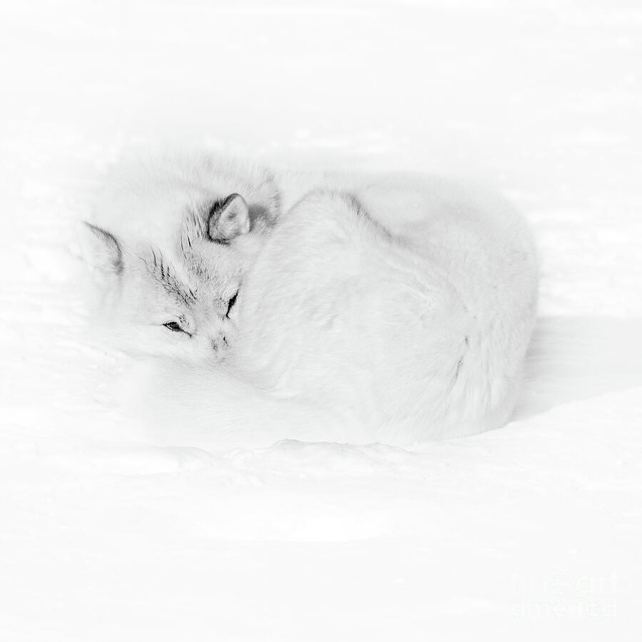 Let Sleeping Dogs Lie Photograph by Richard Burdon