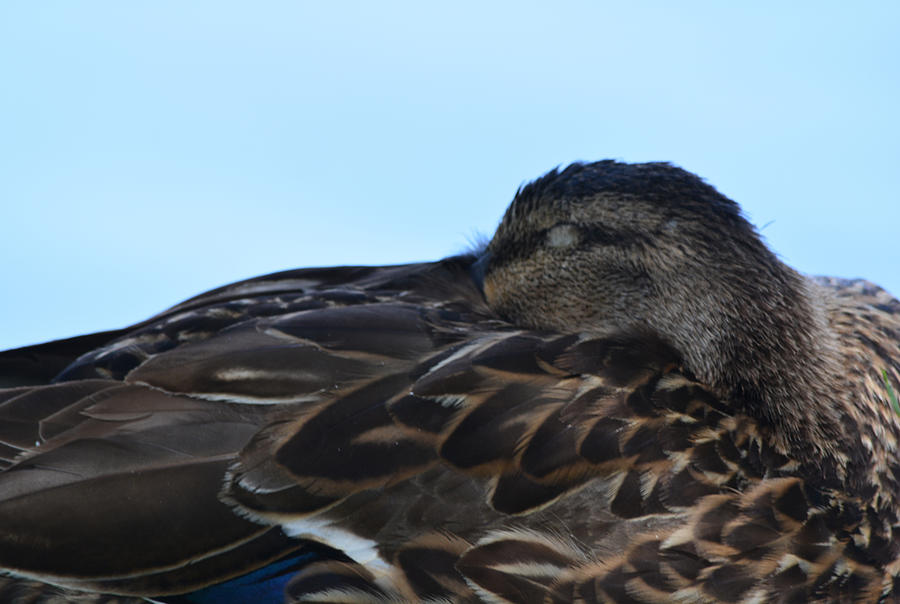 Let Sleeping Ducks Lie Photograph by Richard Andrews