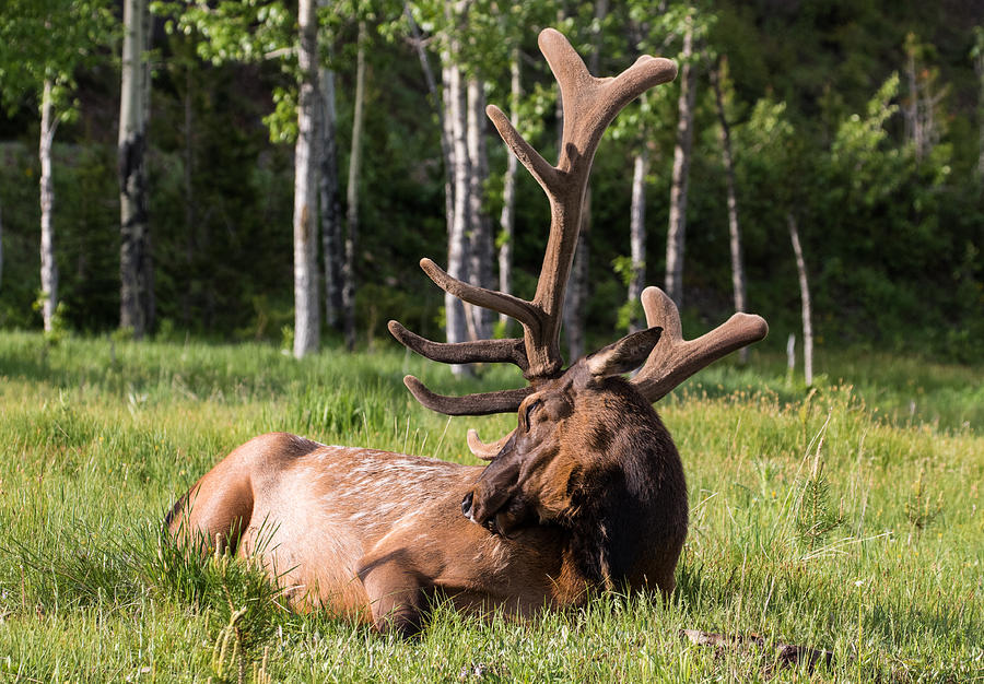 Let Sleeping Elk Lie Photograph by Mindy Musick King