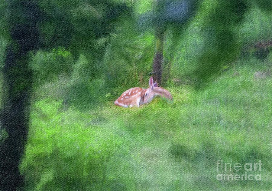 Let Sleeping Fawns Lie Photograph by Stephen Schwiesow