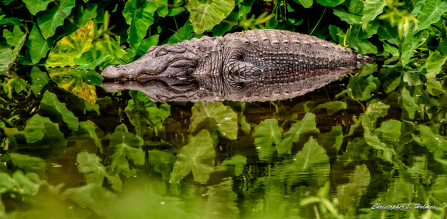 Let Sleeping Gators Lie Photograph by Christopher Holmes