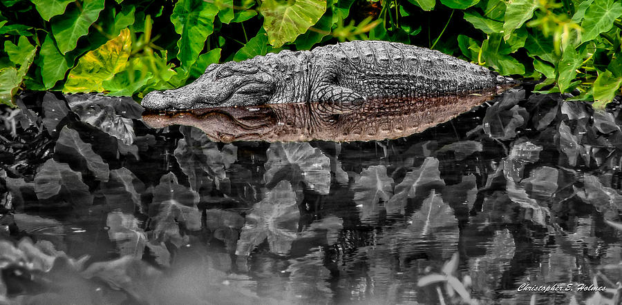 Alligator Photograph - Let Sleeping Gators Lie - Mod by Christopher Holmes
