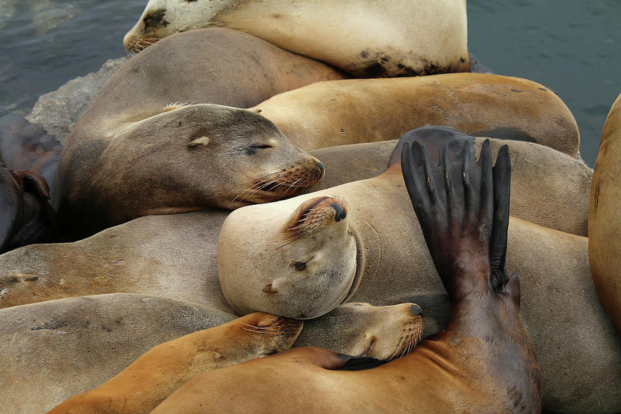 Let Sleeping Sea Lions LIe Photograph by Art Block Collections
