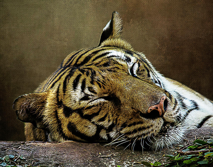 Tiger Photograph - Let Sleeping Tigers Lie by Cheryl Frischkorn