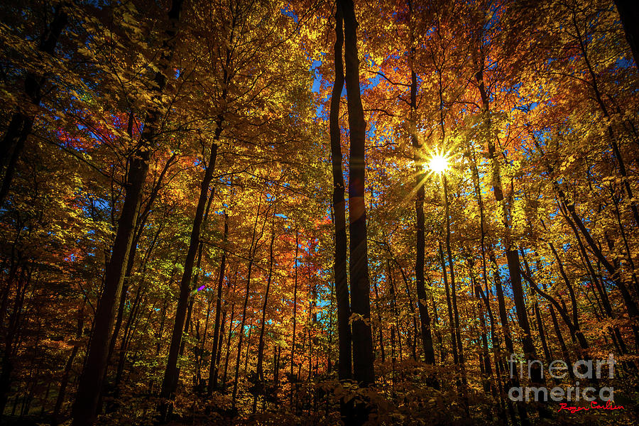 Fall Photograph - Let the Light Shine Through by Roger Carlsen Fall Photograph - Let the Light Shine Through by Roger Carlsen