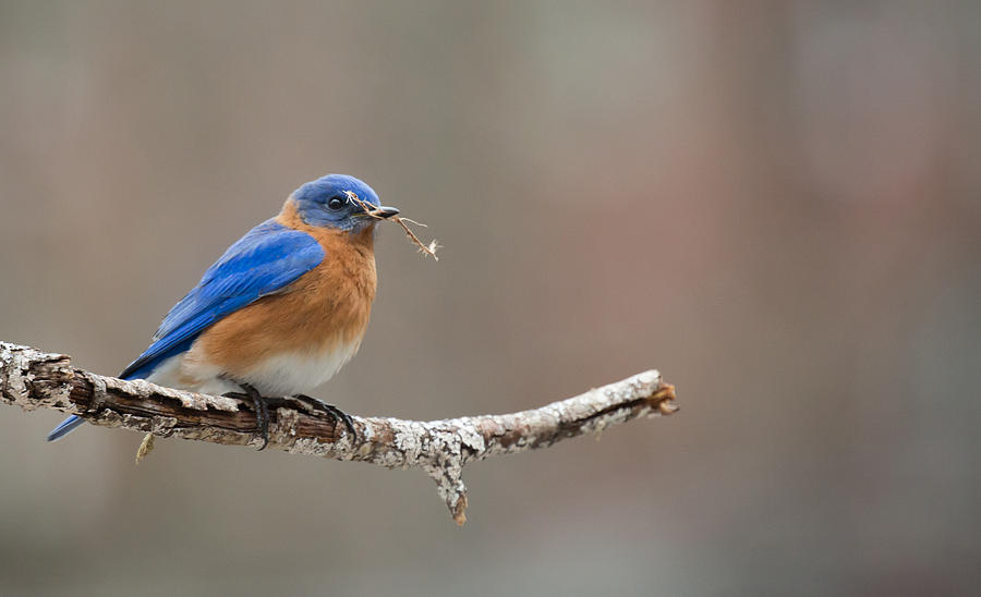 Let The Nesting Begin - Male Eastern Bluebird Photograph by Christy Cox