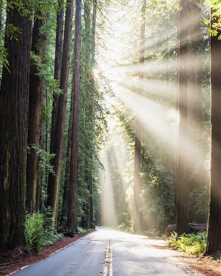 Tree Photograph - Let The Sun Shine by Alpha Wanderlust