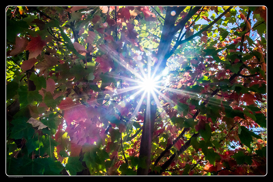 Let The Sun Shine Through Photograph by Mick Anderson
