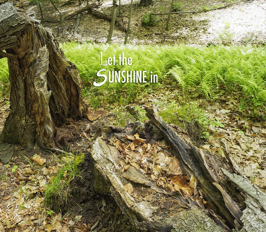 Let the Sunshine In Photograph by Marianne Campolongo