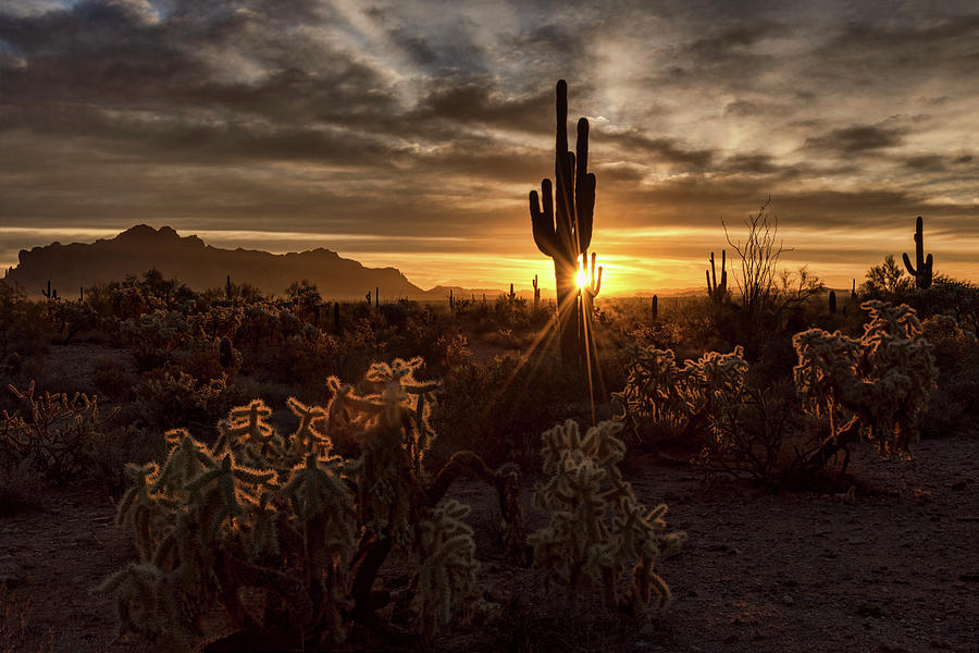 Let the Sunshine in the Sonoran  Photograph by Saija Lehtonen