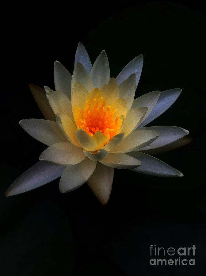 Flower Photograph - Let There Be Light by Nona Kumah