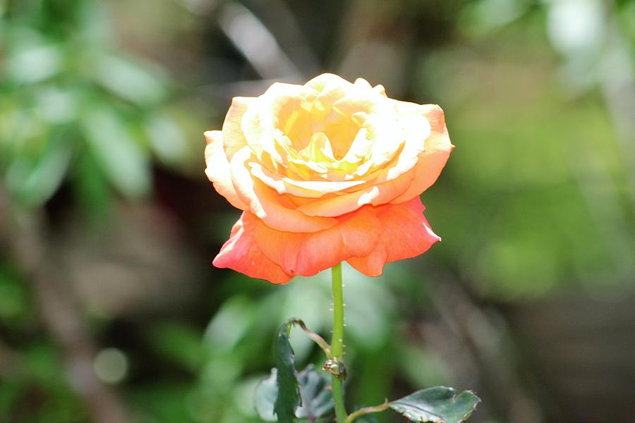Let Your Light Shine by WhiteoakorganicsLLC Gallery Let Your Light Shine by WhiteoakorganicsLLC Gallery