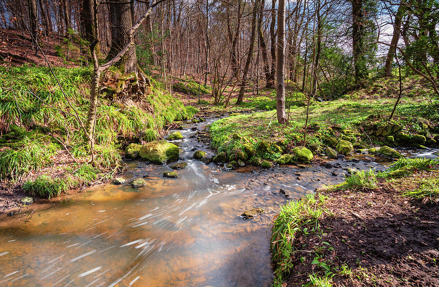 Letah Burn in Springtime Woodland Photograph by David Head - Fine Art ...