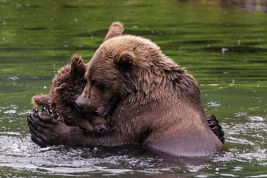 Let's Dance Photograph by Elaine Haberland - Fine Art America