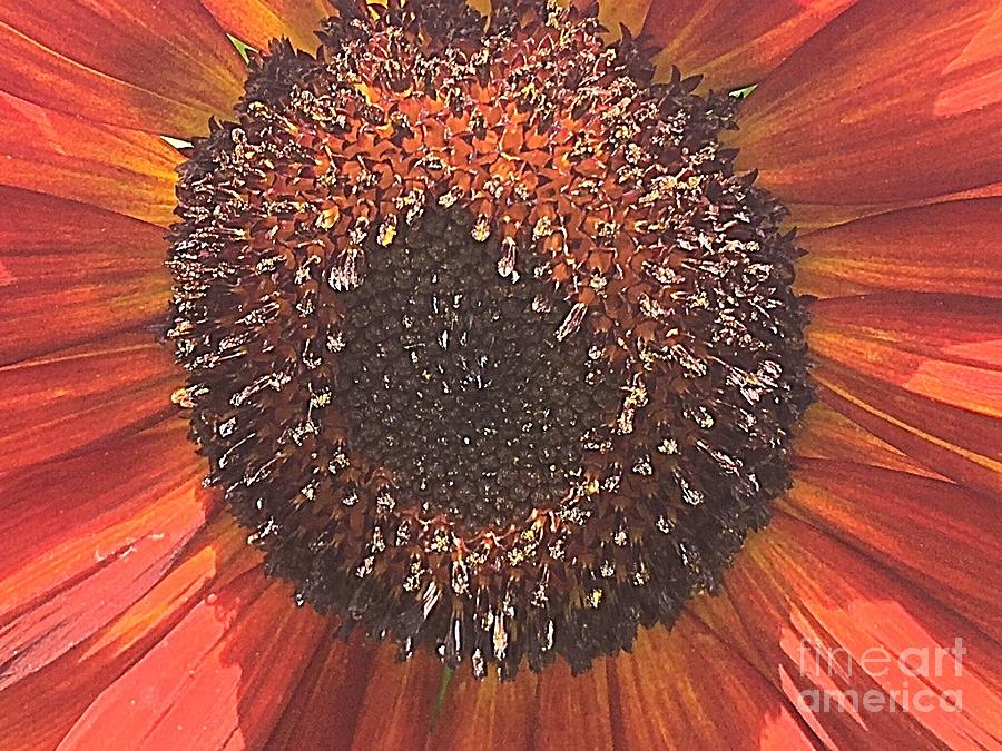 Lets Get Close Sunflower Photograph by Carol Riddle