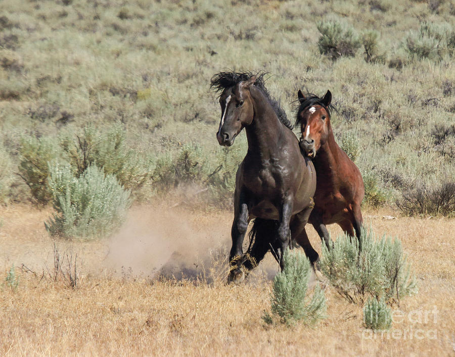 Wild Horses Photograph - Lets have Another Fight by Rod Giffels