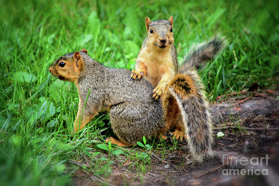 Squirrel Photograph - Lets Play by Gaby Swanson Squirrel Photograph - Lets Play by Gaby Swanson