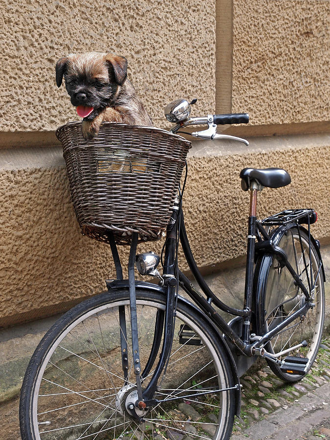 Lets Ride - Puppy In Bicycle Basket Photograph by Gill Billington