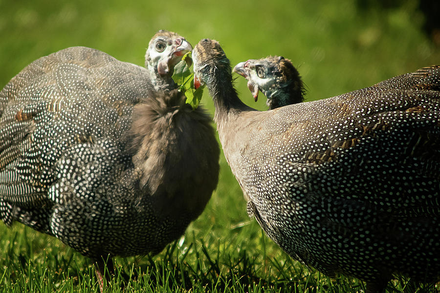 Guineas Photograph - Lets Share by Gaby Swanson Guineas Photograph - Lets Share by Gaby Swanson