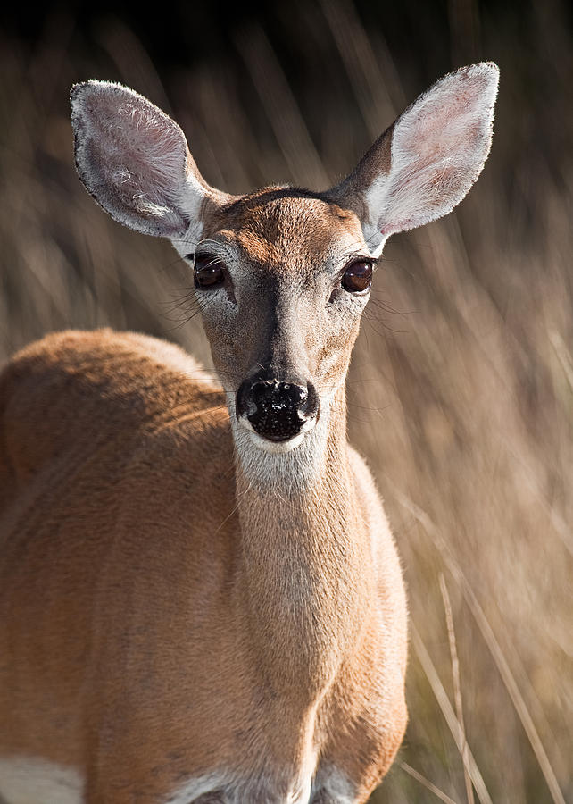 Lets Talk Im All Ears Photograph by Jeff Abrahamson