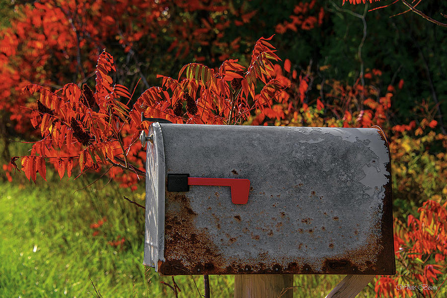 Letter Box in October Photograph by Patrick Boening