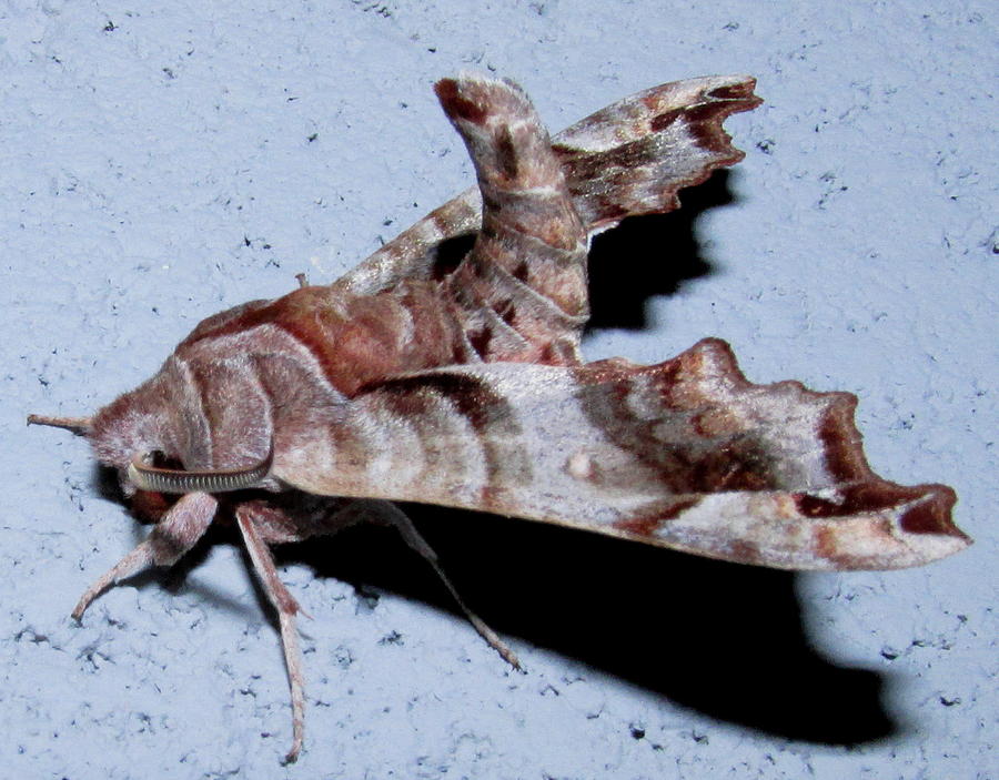 Lettered Sphinx Moth Photograph by Joshua Bales
